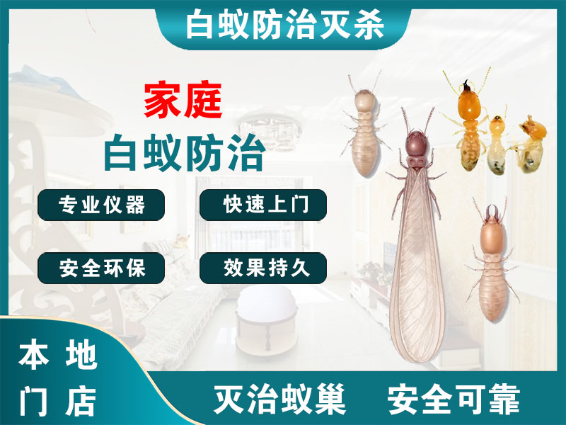 海宁家庭白蚁防治
